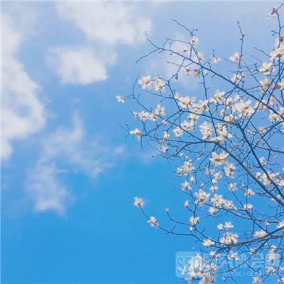 神谕召唤中文破解版下载